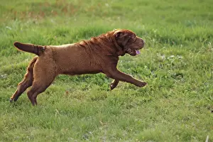 Peis: Dog - Shar Pei