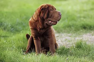 Peis: Dog - Shar Pei