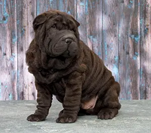 Peis: Dog Shar Pei