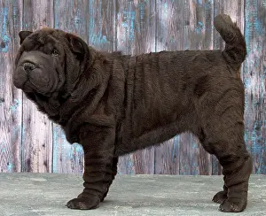 Peis: Dog Shar Pei