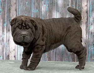 Peis: Dog Shar Pei