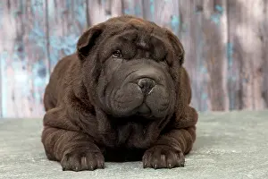 Peis: Dog Shar Pei