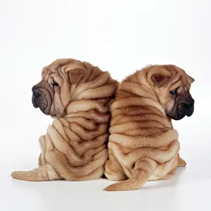 Peis: DOG - two Shar Pei puppies sitting, back to back