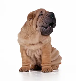 Quirky: DOG - Shar Pei Puppy