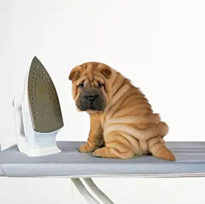 Boards: DOG - Shar Pei puppy with iron on ironing board