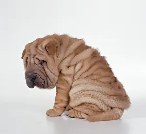 Worried: DOG - Shar Pei puppy, sitting side view
