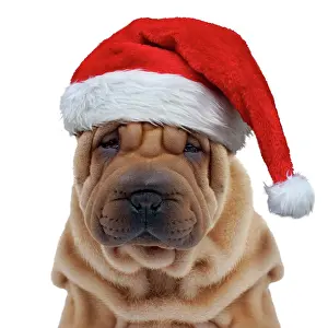 Peis: Dog - Shar Pei puppy wearing Christmas hat