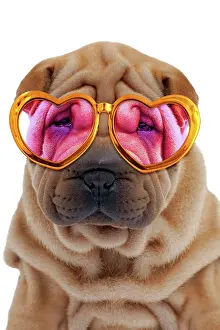 Peis: Dog - Shar Pei puppy wearing pink and gold heart-shaped