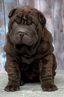 Peis: Dog Shar Pei sitting