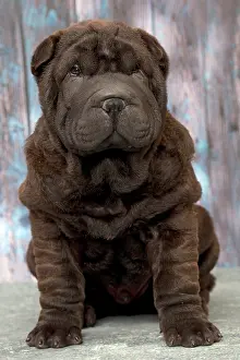 Peis: Dog Shar Pei sitting