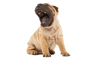 Peis: Dog - Shar Pei - in studio yawning