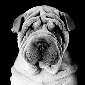 Peis: Dog - Sharpei