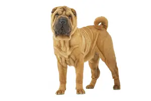 Peis: Dog - Sharpei - brush coat