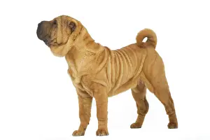 Peis: Dog - Sharpei - brush coat