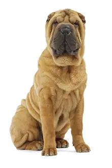 Peis: Dog - Sharpei - brush coat