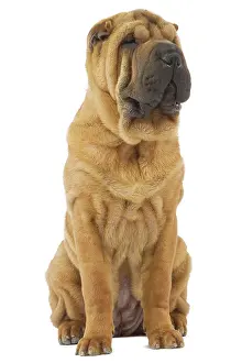 Peis: Dog - Sharpei - brush coat