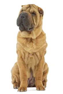 Peis: Dog - Sharpei - brush coat