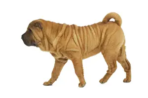Peis: Dog - Sharpei - brush coat