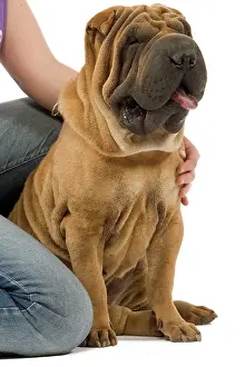 Peis: Dog - Sharpei in studio with person