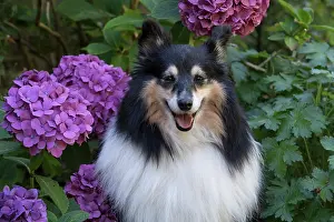 Geraniums: Dog Shetland Sheepdog