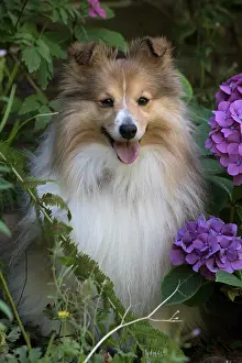 Geranium: Dog Shetland Sheepdog