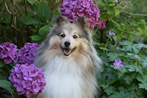 Geranium: Dog Shetland Sheepdog