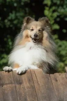 Shelties: Dog Shetland Sheepdog