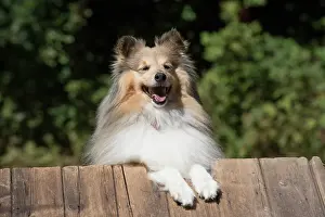Shelties: Dog Shetland Sheepdog