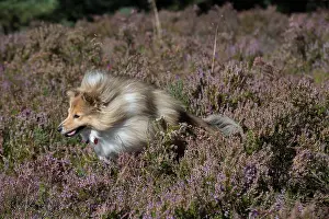 Shelties: Dog Shetland Sheepdog