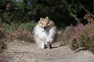 Shelties: Dog Shetland Sheepdog