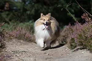 Shelties: Dog Shetland Sheepdog
