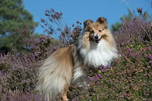 Shelties: Dog Shetland Sheepdog