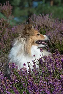 Shelties: Dog Shetland Sheepdog
