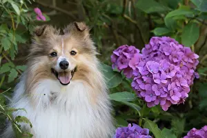Speaking: Dog Shetland Sheepdog