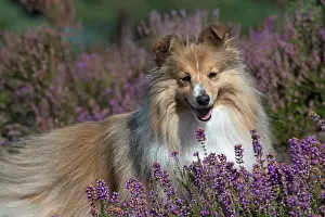 Shelties: Dog Shetland Sheepdog