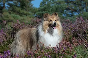 Shelties: Dog Shetland Sheepdog