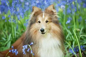 In Field: DOG - Shetland sheepdog in bluebells