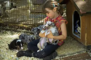 Choosing: Dog - Shetland Sheepdog - group of puppies with