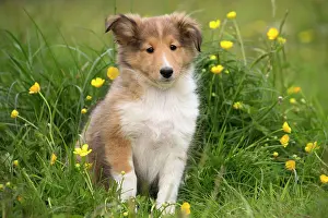 Sheepdogs: Dog - Shetland Sheepdog / Miniature Collie / Sheltie puppy