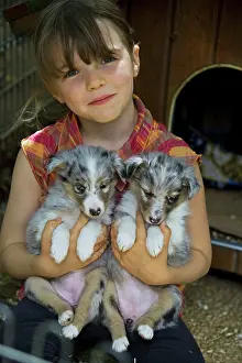 Choosing: Dog - Shetland Sheepdog - two puppies on girls lap