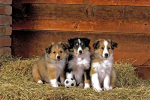 Football: Dog - Shetland Sheepdog, three puppies together on haybale