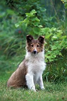 Pricked: Dog - Shetland Sheepdog puppy sitting in garden