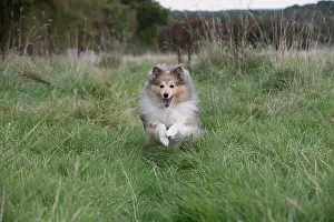 Shelties: Dog