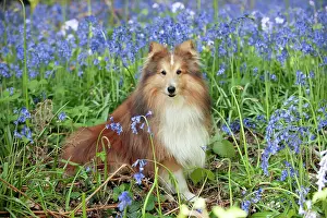 In Field: DOG - Shetland sheepdog sitting in bluebells