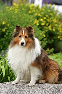 Dog - Shetland Sheepdog - sitting on rock, portrait