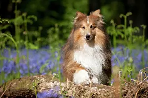 In Field: DOG - Shetland sheepdog standing in bluebells