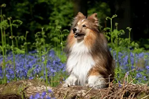 In Field: DOG - Shetland sheepdog standing in bluebells