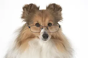 Shelties: Dog Shetland Sheepdog in studio