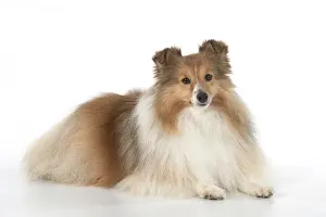 Shelties: Dog Shetland Sheepdog in studio