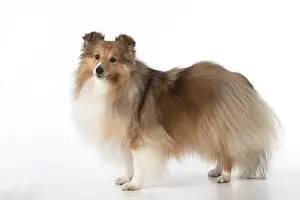 Shelties: Dog Shetland Sheepdog in studio